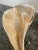 Vintage Mid-Century Modern Conch Seashell For Sale In Phoenix - Image 6 of 8