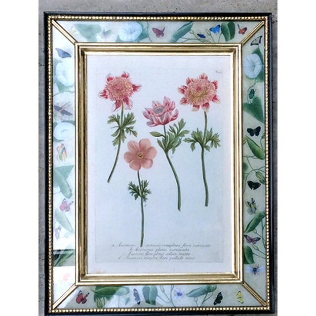 Botanical Splendor- Johann Weinmann Botanical Framed Engravings- A Set of Twelve (12) For Sale - Image 10 of 13
