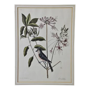 "The Crested Titmous": 18th Century Catesby Hand-Colored Bird & Plant Engraving, 1731