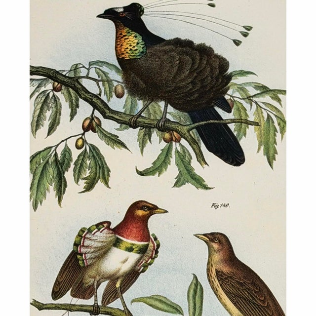 19th Century 1864 Birds of Paradise Chromolithograph, Framed For Sale - Image 5 of 5