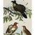 19th Century 1864 Birds of Paradise Chromolithograph, Framed For Sale - Image 5 of 5
