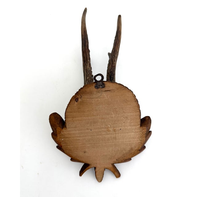 Mid 20th Century Vintage German Roe Deer Antlers For Sale - Image 5 of 5