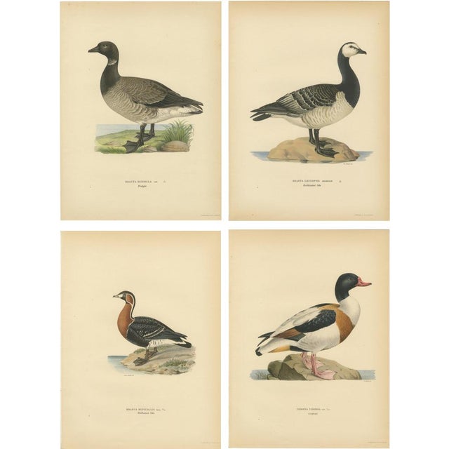 Swedish Birds, 1929, Lithographs, Set of 4 For Sale - Image 10 of 10