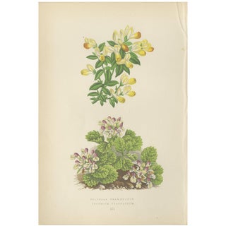 Mountain Milkwort and Pyrenean Germander, 1874, Paper For Sale