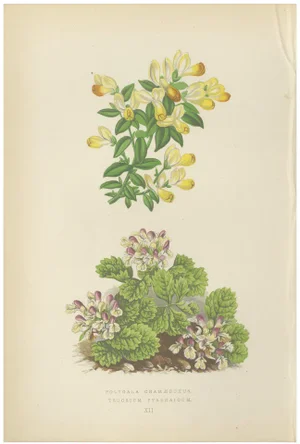 Mountain Milkwort and Pyrenean Germander, 1874, Paper