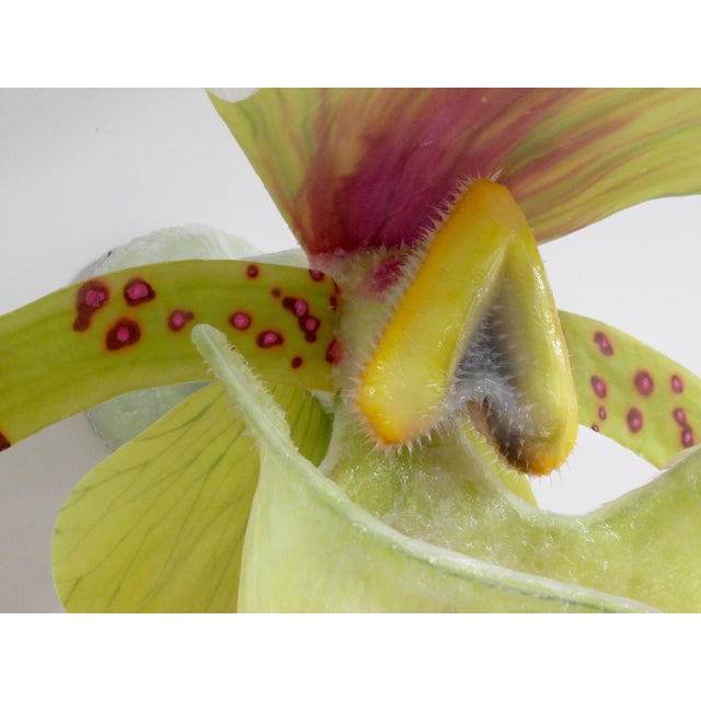 C. 2015 Original Artist Jurgen Reichert "Paphiopedilum Mirabilis" - Silicone Orchid, Light Wall Sculpture For Sale - Image 16 of 18
