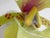 C. 2015 Original Artist Jurgen Reichert "Paphiopedilum Mirabilis" - Silicone Orchid, Light Wall Sculpture For Sale - Image 16 of 18