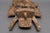 Antique African Tribal Carved Wood Senufo Kpelie Mask For Sale In New York - Image 6 of 7