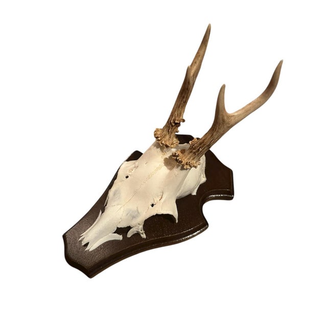 Roe deer trophy mounted on wood plaque.