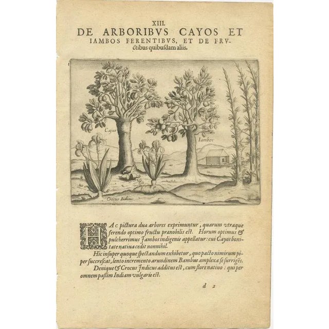 Bamboo and Cashew Trees, 1598, Paper, Set of 3 For Sale - Image 4 of 9