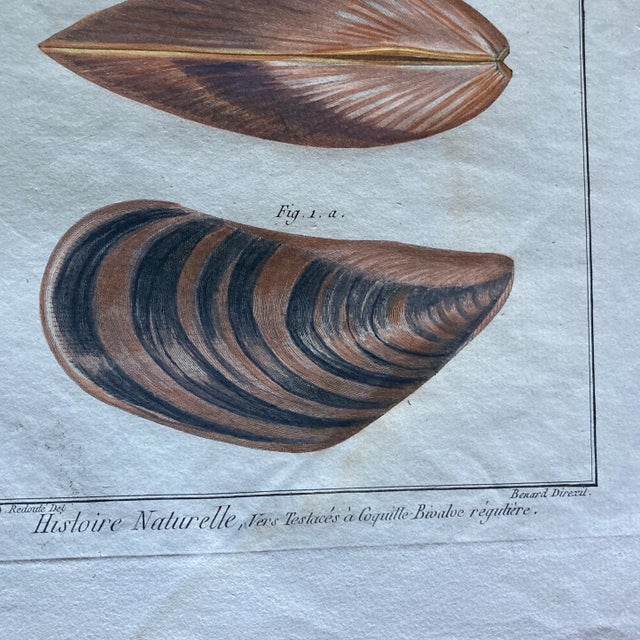 Set of 19th Century French Colored Shell Engravings For Sale - Image 11 of 12