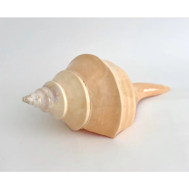 Peach Natural Large Polished Syrinx Shell For Sale - Image 8 of 8