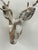 Decorative metal deer head wall sculpture with branching antlers and a distressed white and brown finish. Lightweight...