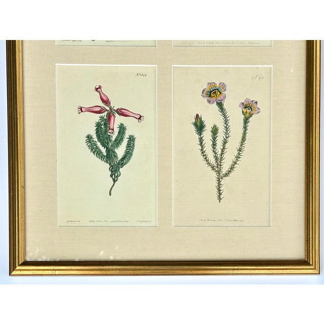 Dark Green Set of Botanicals by William Curtis, 1806 (Framed) For Sale - Image 8 of 8