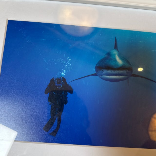 Brian Skerry Sharks on Assignment Great White Photograph, Framed For Sale - Image 12 of 12
