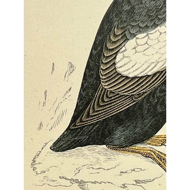 Antique Hand Tinted Bird Print From England Featuring a Black Guillemot - Circa 1888 For Sale In Dallas - Image 6 of 10