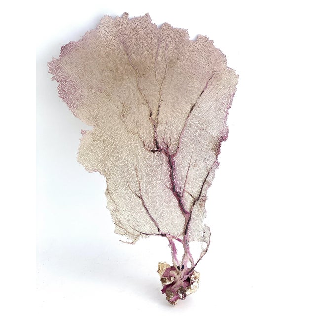 Late 20th Century Natural Purple Sea Fan Coastal Decor For Sale - Image 5 of 6