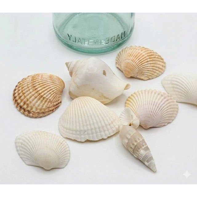 19-Inch Italian Blown Glass Baluster Vase With Bulk Coastal Seashell Collection For Sale In Las Vegas - Image 6 of 6
