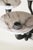 Art Deco Alabaster Chandelier with 9 Lights, Germany, 1930s For Sale - Image 3 of 13