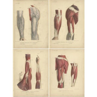 Kuhff, Human Arms, 1879, Prints, Set of 4 For Sale