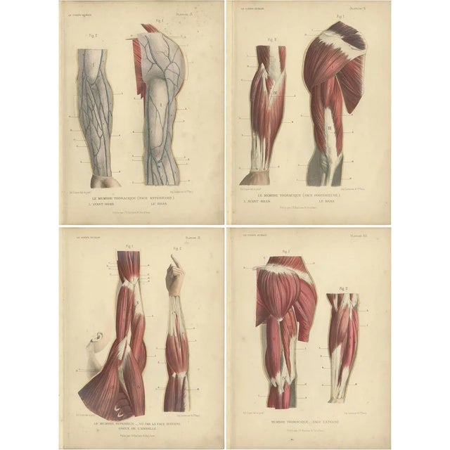 Kuhff, Human Arms, 1879, Prints, Set of 4 For Sale