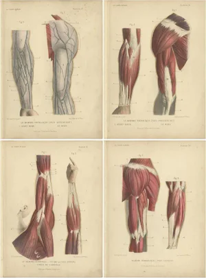 Kuhff, Human Arms, 1879, Prints, Set of 4