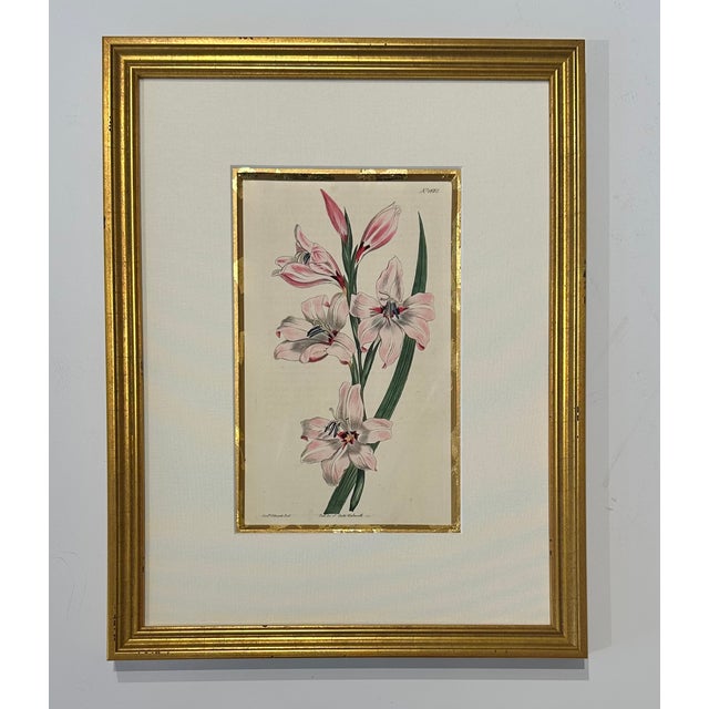 Set of 9 Original 1842 Curtis Botanical Prints in Ornate Gold-Leaf Gesso Matting – Framed For Sale - Image 9 of 15