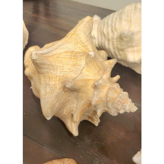Vintage Large Coastal Genuine Natural Conch Sea Shells- Set of 6 For Sale - Image 10 of 16