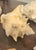 Vintage Large Coastal Genuine Natural Conch Sea Shells- Set of 6 For Sale - Image 10 of 16