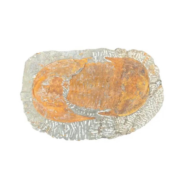 Prehistoric Fossilized Trilobite Specimen from Morocco. Trilobites were an early arthropod at the beginning of the...