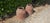 A very goood pair of large Victorian terracotta rhubarb forcers with moulded handles, in very goov overall condition. 17"...