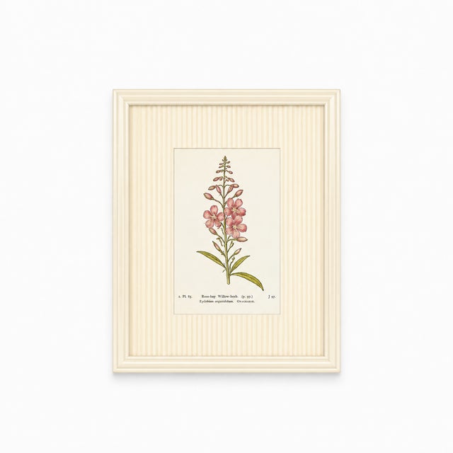 Set of Twelve Antique Alpine Botanical Chromolithographs Circa 1909 in Custom Frames. For Sale - Image 12 of 15
