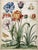 A charming botanical composition reproduced from an original 19th-century watercolor, Butterflies and Flowers celebrates...