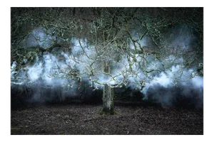 Between the Trees 11, Ellie Davies, 2014