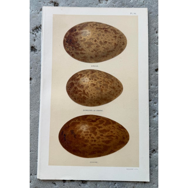 Artist - Hanhart / Seebohm Title - Set of 8 English 19th Chromolithographs of Bird Eggs Signed - in the plate - Hanhart...