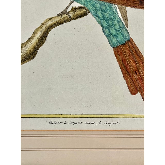 Late 18th Century Antique Francois Martinet Bird Hand Colored Print "Bee Eater" Framed No Glass For Sale - Image 5 of 8
