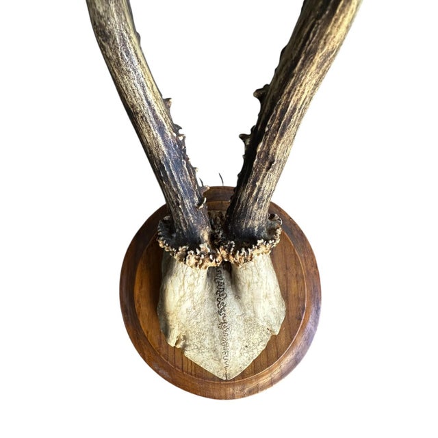 Roe Deer Trophy 127 Black Forest Antlers For Sale - Image 4 of 4