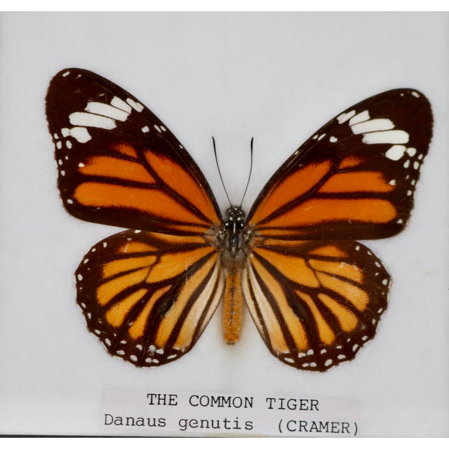 Framed Butterfly Specimens-Set of 3 For Sale - Image 9 of 13