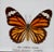 Framed Butterfly Specimens-Set of 3 For Sale - Image 9 of 13