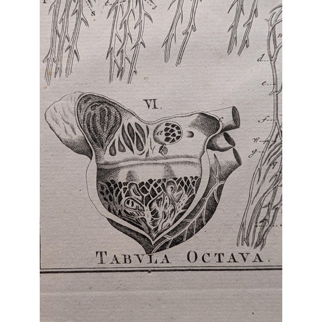 A composite engraved plate presenting four numbered "Tabula" panels (Quinta, Sexta, Septima, Octava) of comparative...