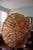 Wood Pair of Extra-Large Vintage Chinese Dragon & Phoenix Oil-Paper Parasols For Sale - Image 7 of 18