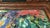 Oil Painting Parrot Impasto For Sale - Image 12 of 17