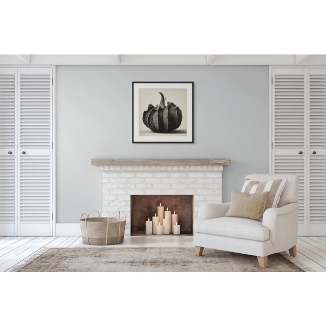 Contemporary 20' X 20' 'Cucurbita' #1 - Black and White Limited Edition Botanical Photography Print, Unframed For Sale - Image 3 of 5