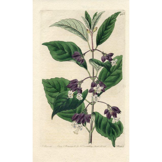 Original early-1800s hand colored engraving that appeared in "The Botanical Register", a British horticultural journal...