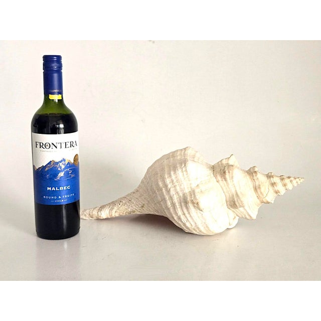 Vintage Large Natural Horse Conch Shell For Sale - Image 9 of 12
