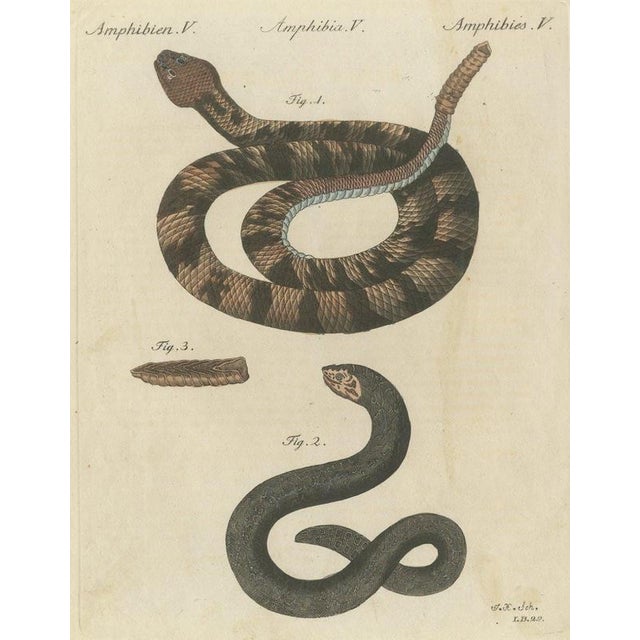 Bertuch, Rattlesnake with Its Rattle, 1805, Print For Sale - Image 12 of 12