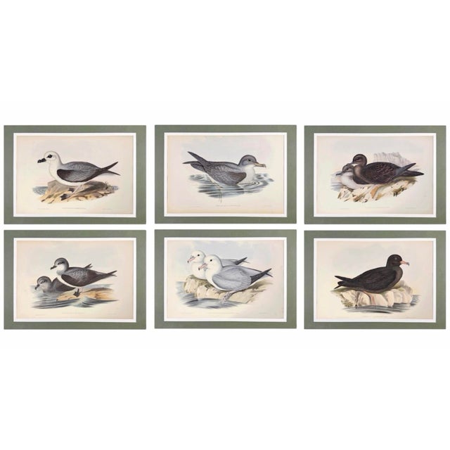 Rare Gould Pattern Gallery, 19th Century Hand-Colored Lithographs From John Gould’s Birds of Australia | Custom Mat Selection - Set of 6 For Sale - Image 4 of 18
