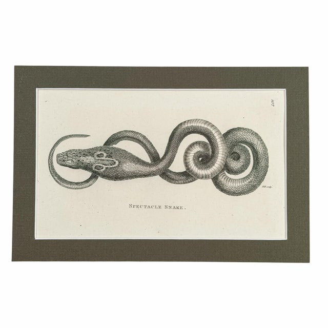 Illustration Early 19th-Century Snake Gallery | Seba & Shaw Engravings, Matted Trio - Set of 3 For Sale - Image 3 of 6