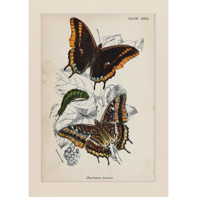 Chinoiserie 19th Century Antique English Butterfly Print 1897 For Sale - Image 3 of 5