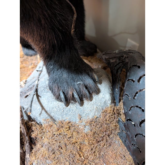 American Full Body American Black Bear Taxidermy Mount For Sale - Image 3 of 7